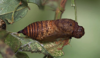 Hoary Edge chrysalis